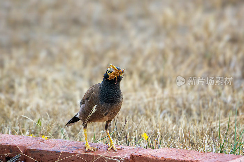 印度米娜鸟（Acridotheres tristis）